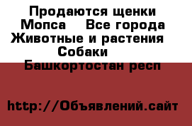 Продаются щенки Мопса. - Все города Животные и растения » Собаки   . Башкортостан респ.